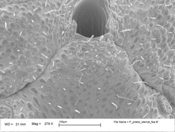 Media type: image;   Invertebrate Zoology 147385   shows cataloged_item 147385